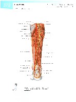 Sobotta  Atlas of Human Anatomy  Trunk, Viscera,Lower Limb Volume2 2006, page 379